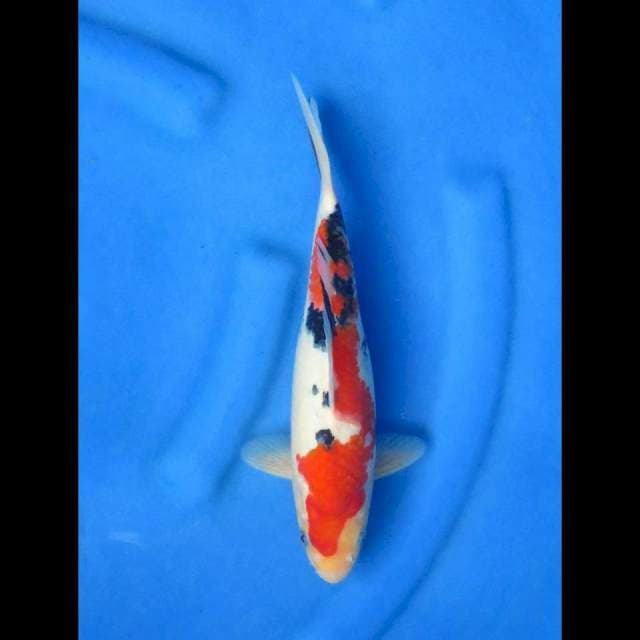 Ori sanke 28cm