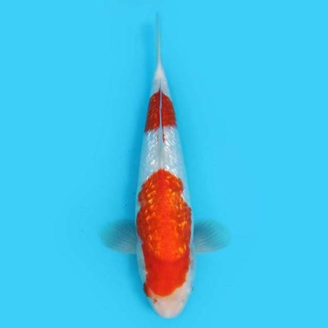 BKS (KOHAKU GINRIN 32 CM )