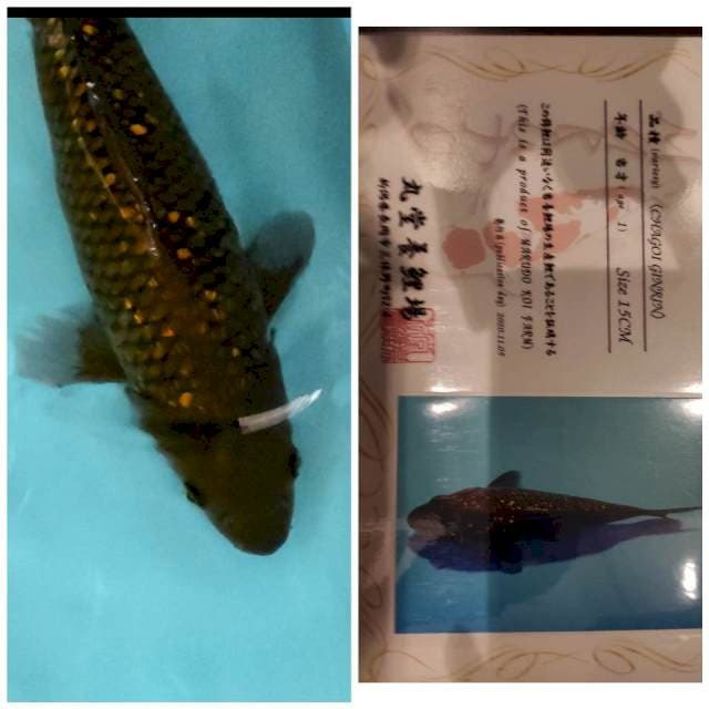 Marudo chagoi Ginrin