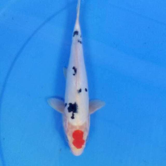 Sanke doitsu 24 cm