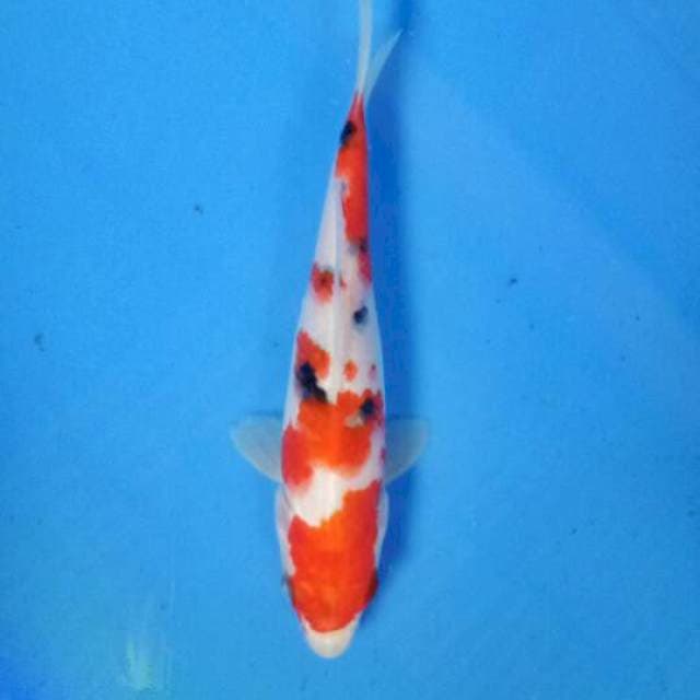 Sanke 20 cm