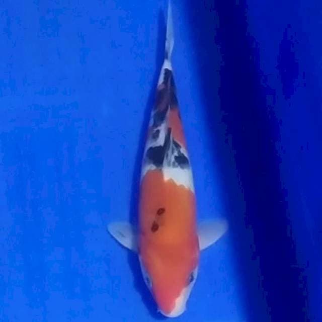 Menkaburi sanke 21cm