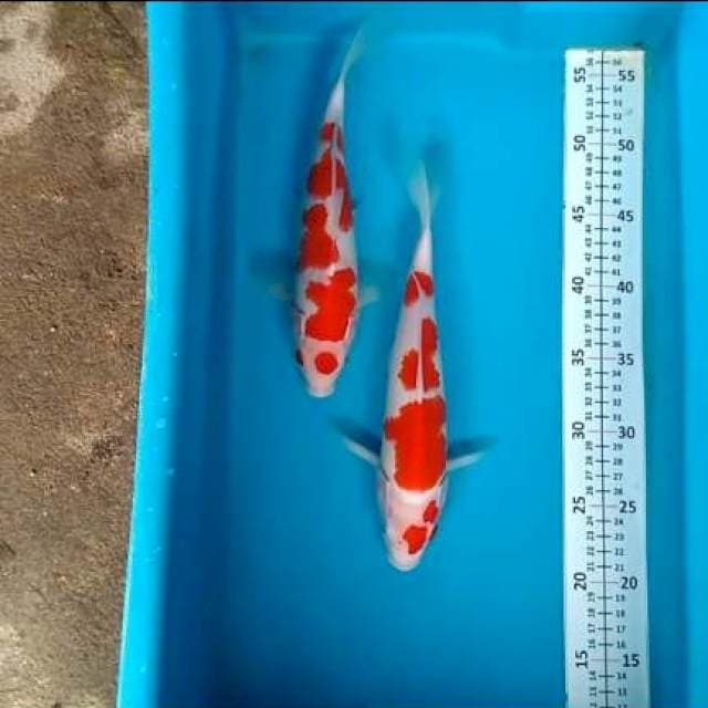Kohaku 2 ekor