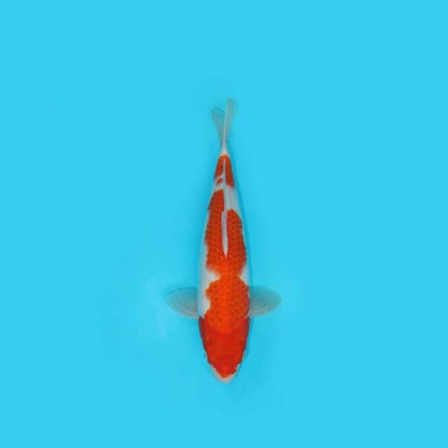 BKS ( KOHAKU GOOD PATERN 30 CM )