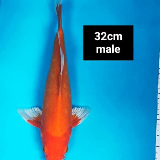 Hajiro doit murni 32cm male