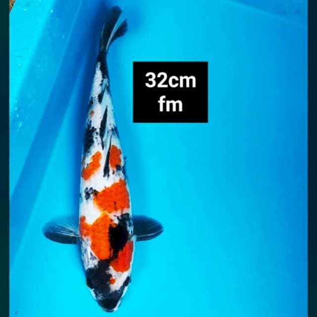 Showa strong 32cm