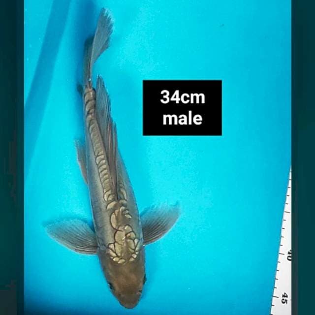 Kumpay antik 34cm male