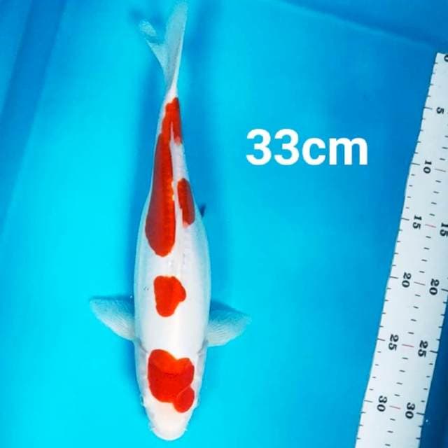Kohaku doit 33cm