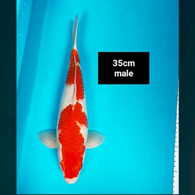 Kohaku strong 35cm male