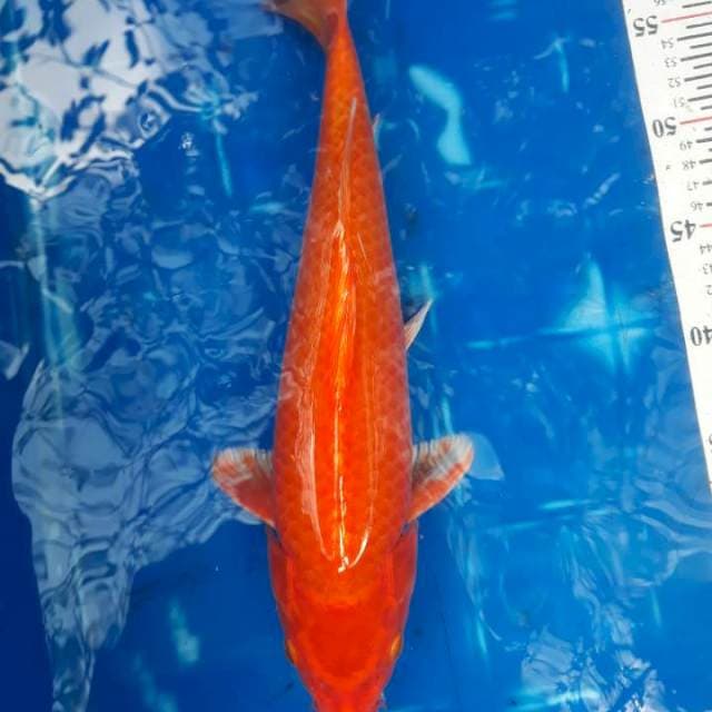 Hajiro, 37cm, Male