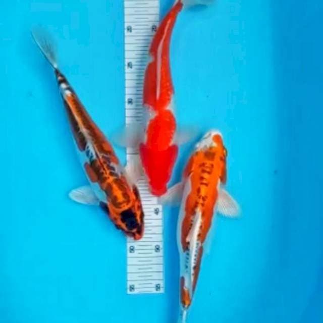 Mix 29,30 cm