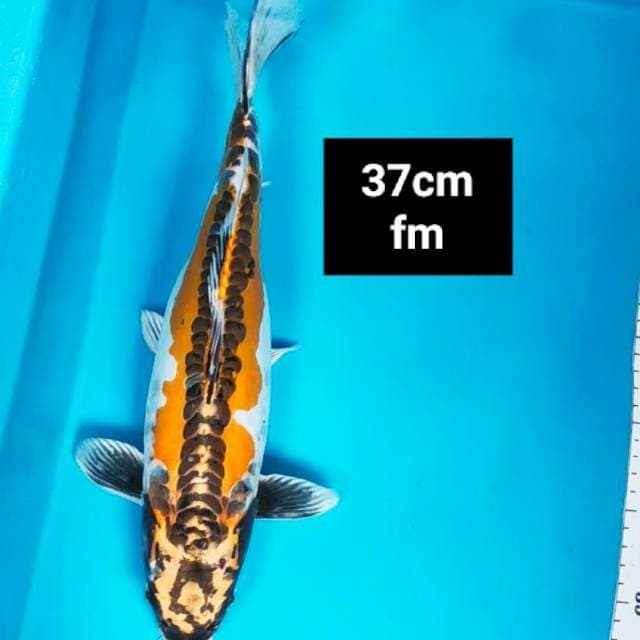 Kiko strong 37cm