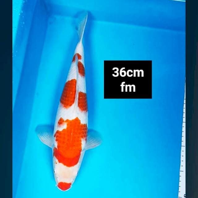 Kohaku kuchibeni 36cm