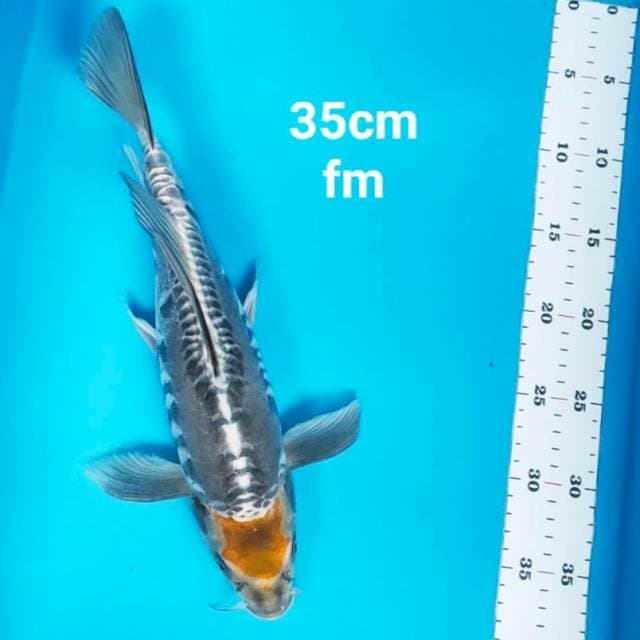 Kumpay tancho kawari doit 35cm