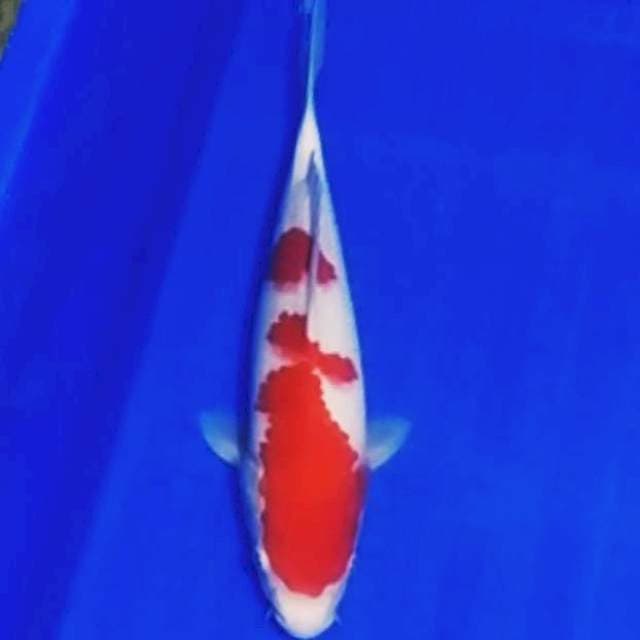🏅kohaku 29cm