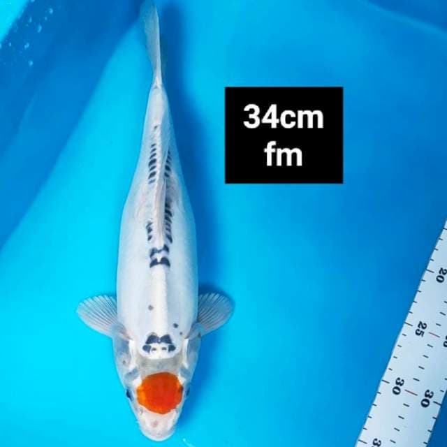 Tancho kujaku doit 34cm