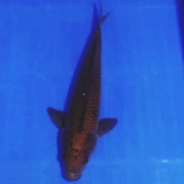 🏅chagoi tembaga 33cm