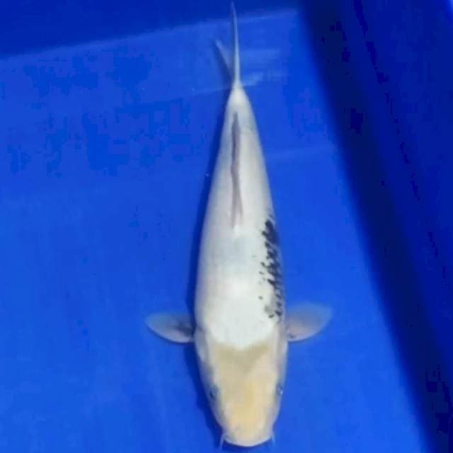 🏅shiro tategoi 34cm