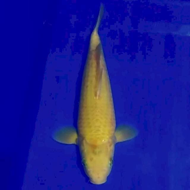 🏅golden corn 29cm