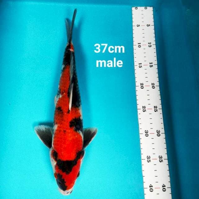 Showa merah jos 37cm male