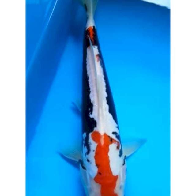 BENI KUMONRYU 27 Cm