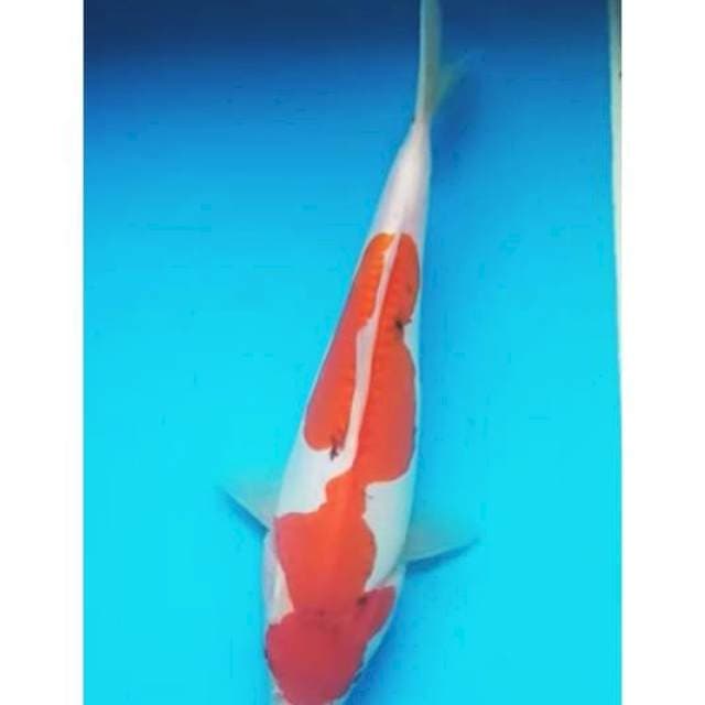 SANKE DOITSU MURNI 21 Cm