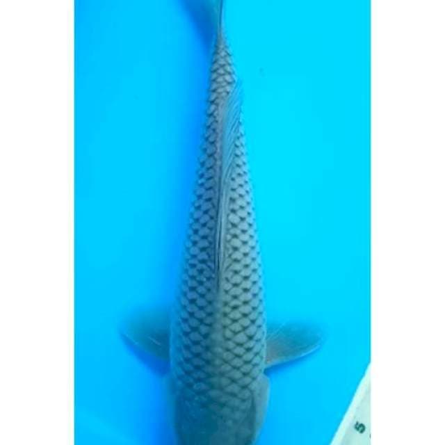 SORAGOI JANTAN 25 Cm