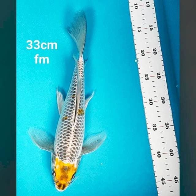 Kumpay tancho kawari 33cm