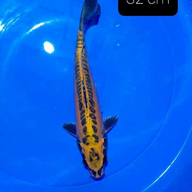 Antikan 32 cm