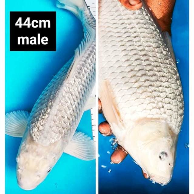 Soragoi ginrin punuk onta 44cm male
