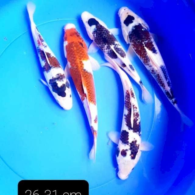 Paket 5 ekor 26-31 cm