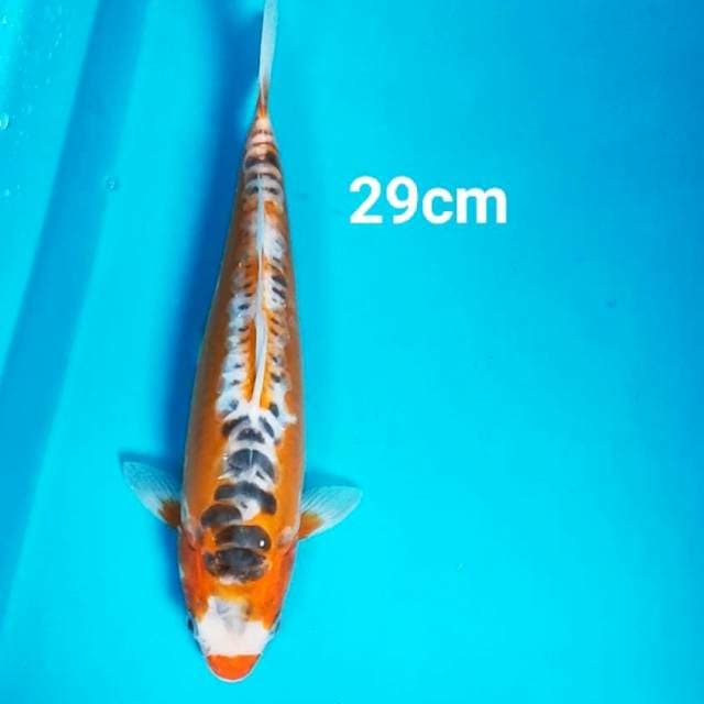 Hi shusui 29cm