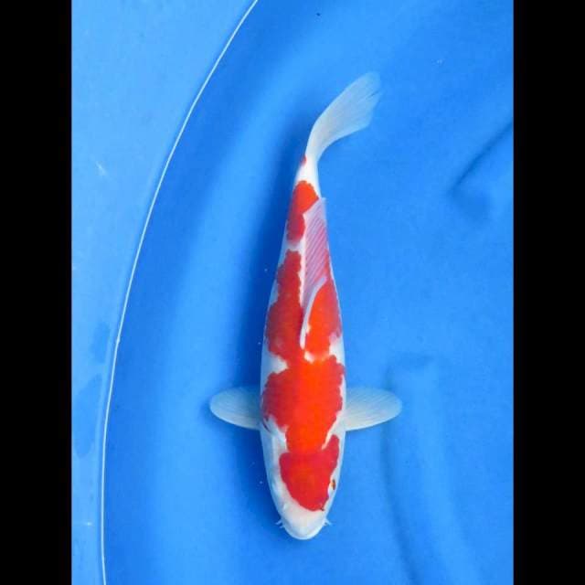 Ori yume odome 32cm
