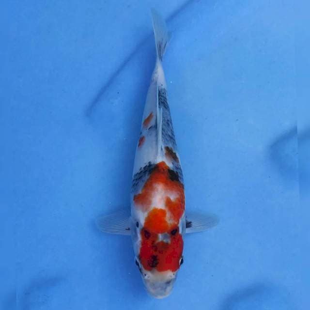 Maruhiro Showa