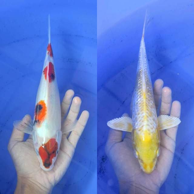 Showa Vs Hariwake 28cm
