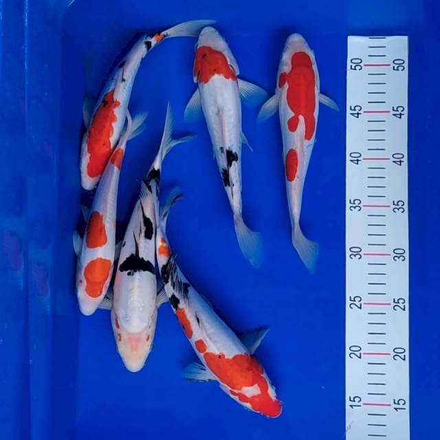Kohaku Sanke 22-27
