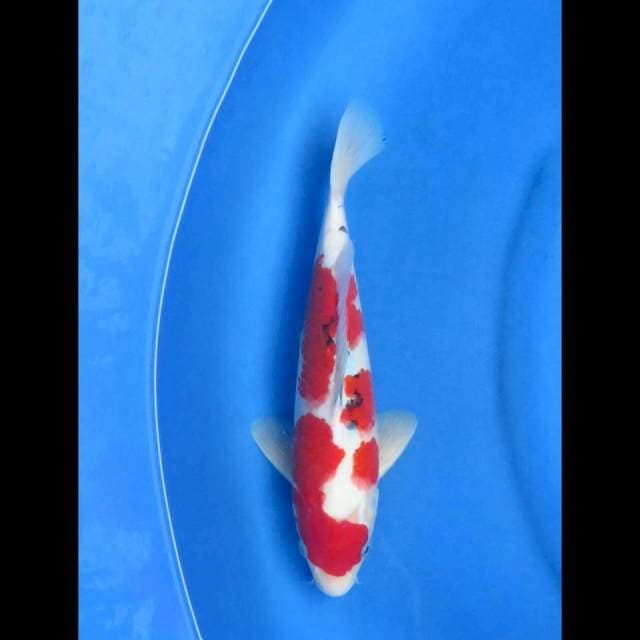 Ori 30cm sanke