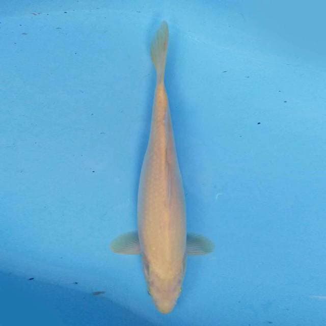 Karashi 33 cm