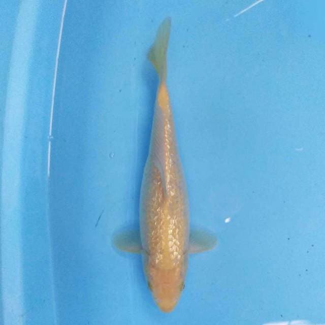 Karashi Ginrin 28 cm