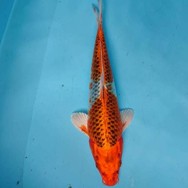 KUJAKU 34 cm