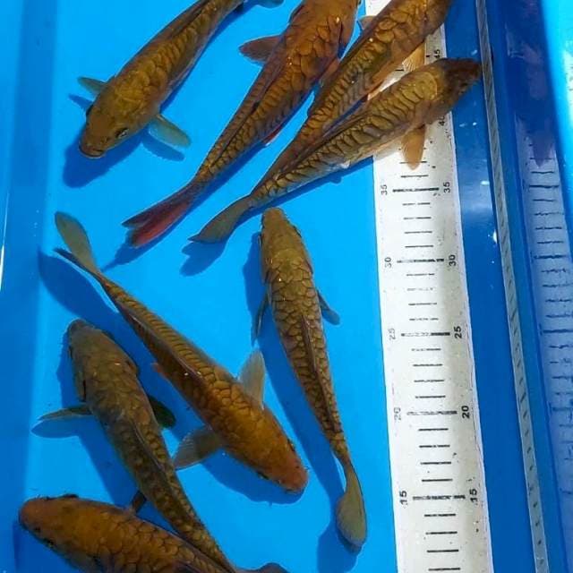 CHAGOI TEMBAGA SISIK NAGA 20-25 CM 9 EKOR