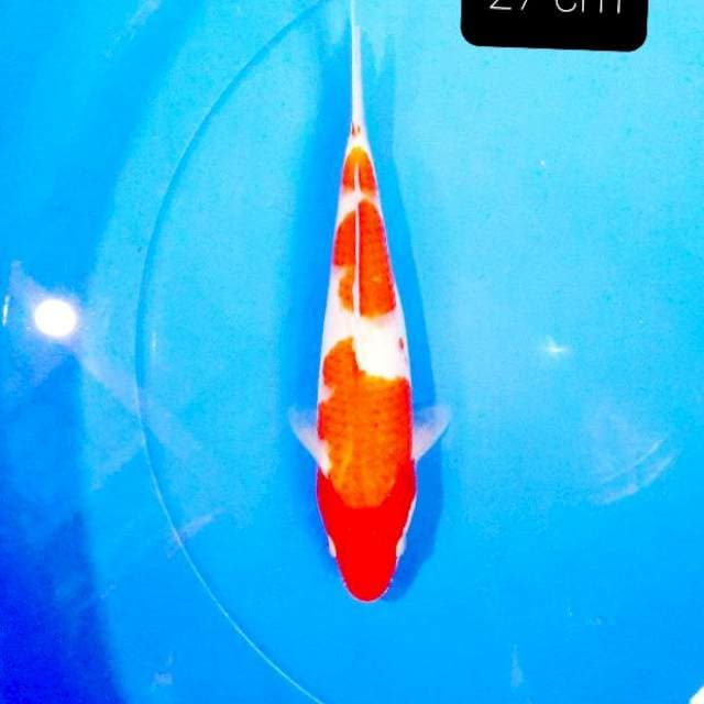 Kohaku 28 cm