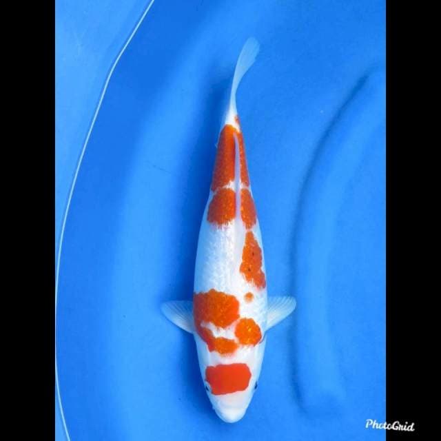 35cm , Full Ginrin