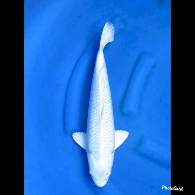 39cm , Jumbo Platinum Bersih