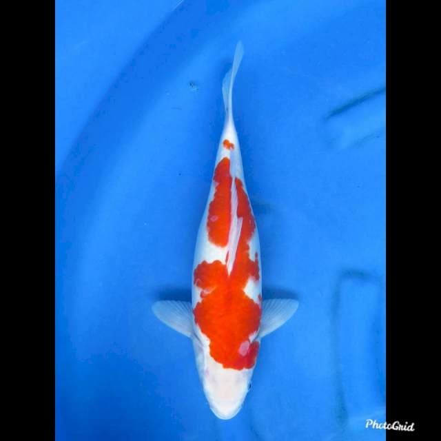 40cm , Jumbo Red Kohaku