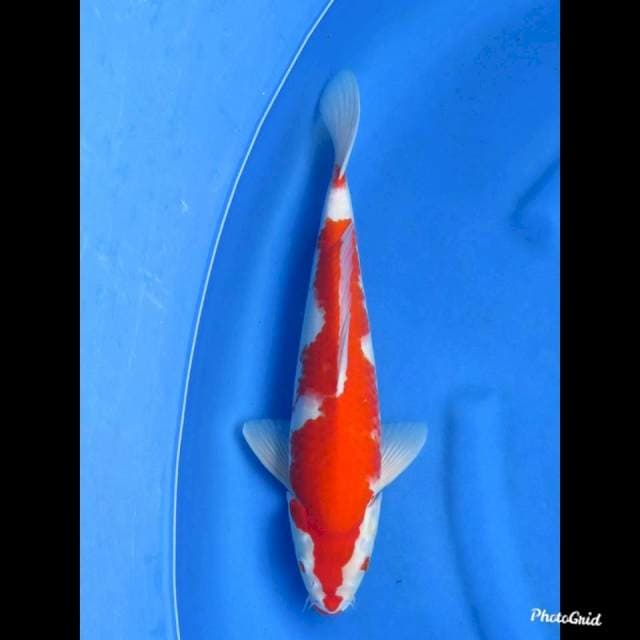 36cm , Male - Red Kohaku