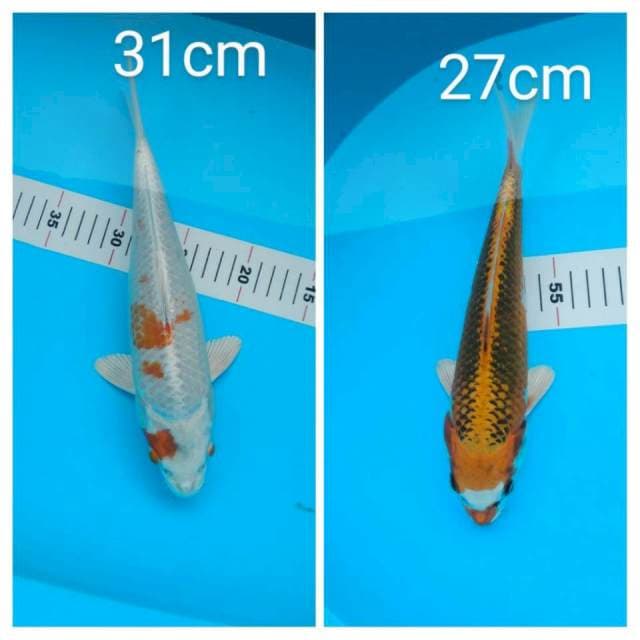 mix 31 Dan 27 cm