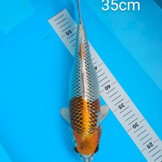 35cm Kujaku betina Bulki