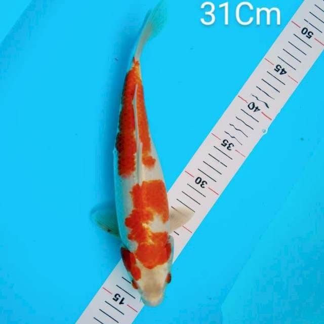 31cm Kujaku red
