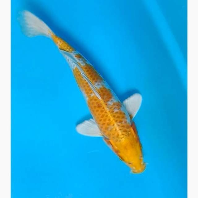 Hariwake